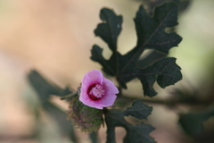 Urena lobata subsp. sinuata